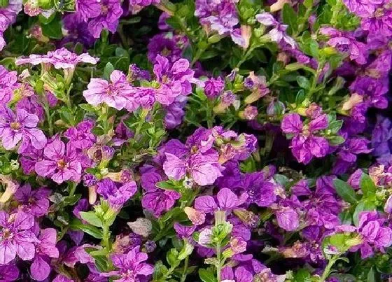 花语|什么花的花语是守护