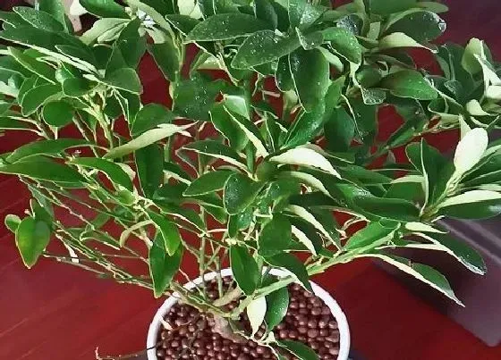 冬天植物|橘子树苗几度入室