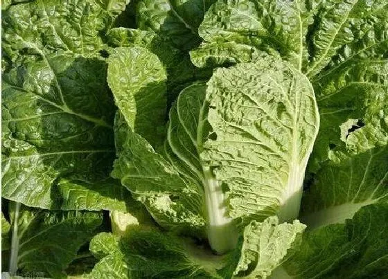 喷药|白菜钻心虫用什么药效果好最快杀死 白菜钻心虫特效药