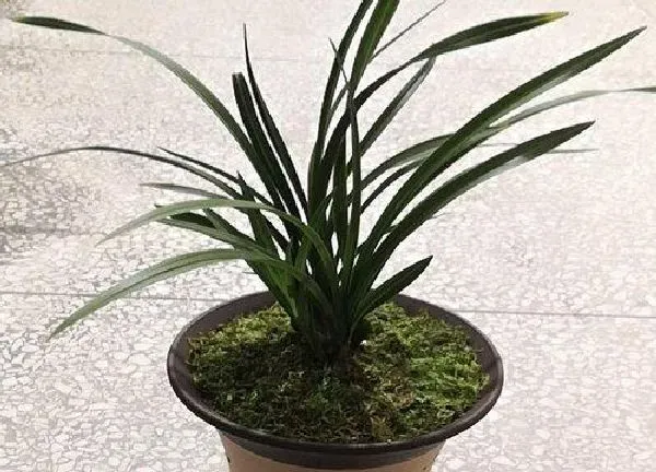 植物移栽|兰花换盆为什么连续浇水三天 兰花换盆后几天可以浇水