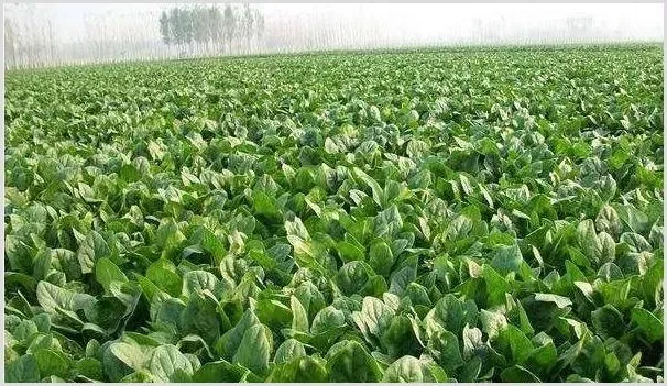 春季如何种好菠菜？需要注意哪些要点？ | 农业科普