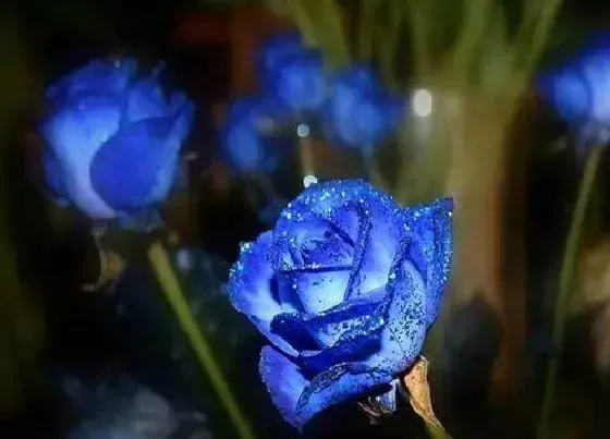 花语|蓝色妖姬的花语和寓意 代表什么象征意义