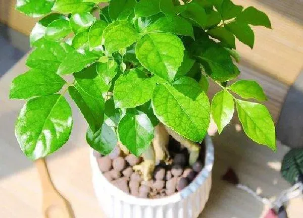 植物浇水|绿宝可以用啤酒浇吗