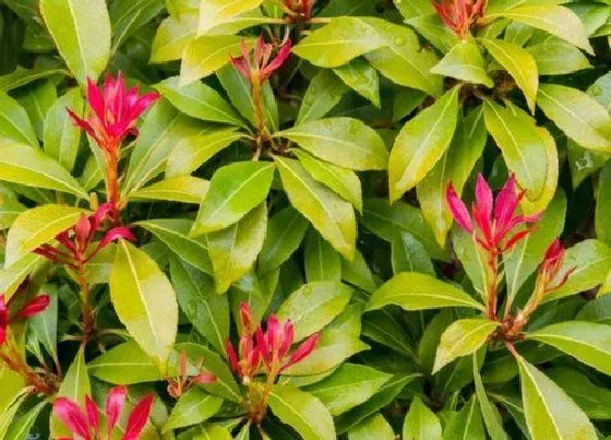 植物种类|红叶盆栽有哪些 常见红叶盆栽植物