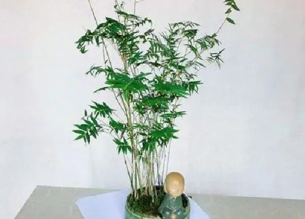 养殖科普|米竹喜阴还是喜阳