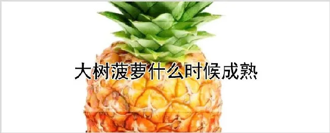 大树菠萝什么时候成熟 | 养殖技术