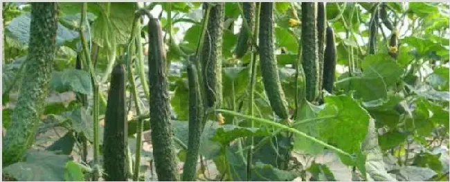 2月可以种什么蔬菜 | 农业技术