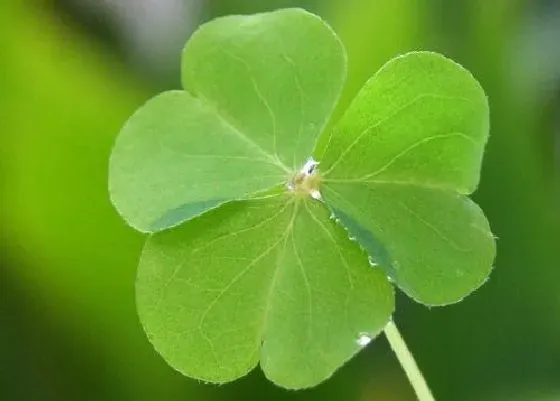 植物寓意|四叶草的寓意和象征风水 代表什么意思