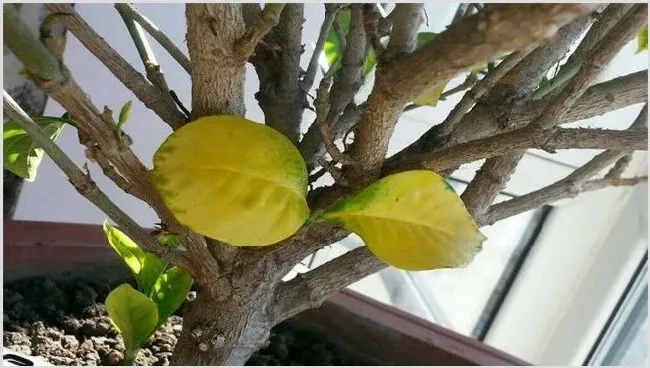 月季花黄叶子是怎么回事 | 农业科普