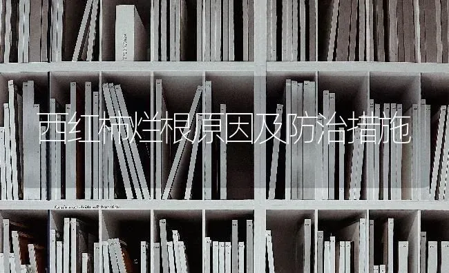 西红柿烂根原因及防治措施 | 蔬菜种植