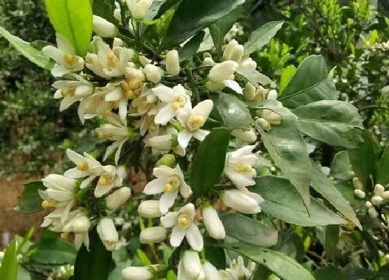 种植管理|橘子籽可以种吗