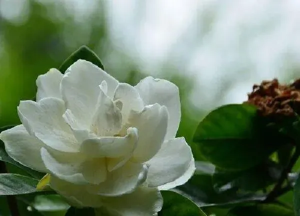 植物浇水|枝枝花几天浇一次水 春夏秋冬各不同