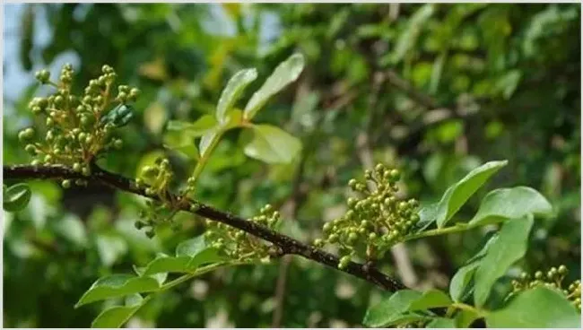 花椒树春季管理技术技巧 | 养殖技术