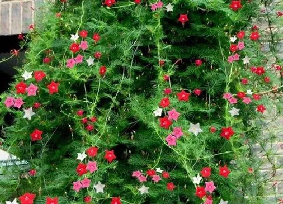植物播种|五角星花什么时候播种合适
