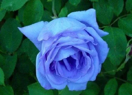 花语|蓝色妖姬的花语和寓意 代表什么象征意义