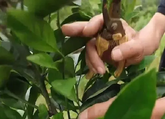 植物修剪|果树怎么剪枝 简单的剪枝方法与步骤