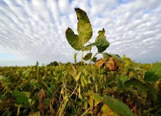 植物病害|大豆黄叶病的原因及治疗处理方法