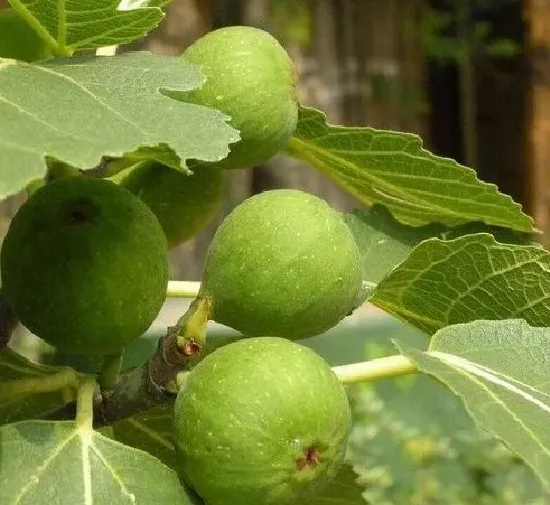 吸甲醛|无花果可以净化空气吗 有吸甲醛的作用吗