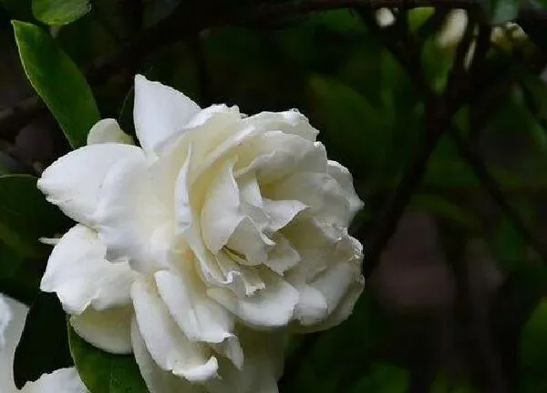 植物浇水|枝枝花几天浇一次水 春夏秋冬各不同