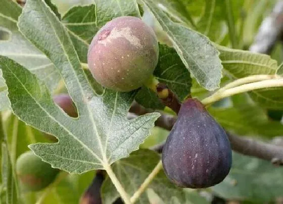 冬天植物|无花果耐多少度低温