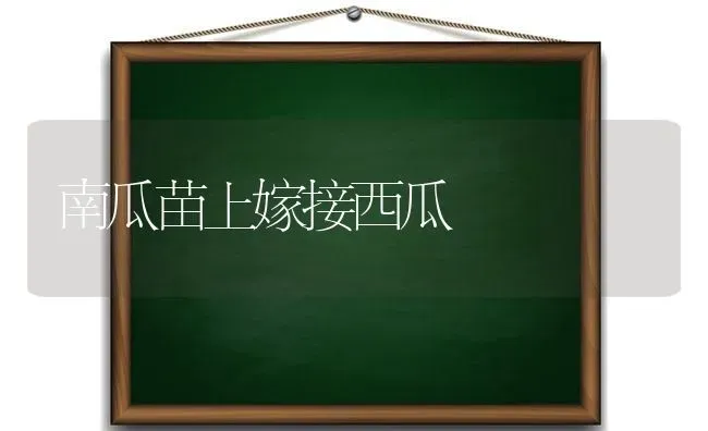 南瓜苗上嫁接西瓜 | 瓜果种植