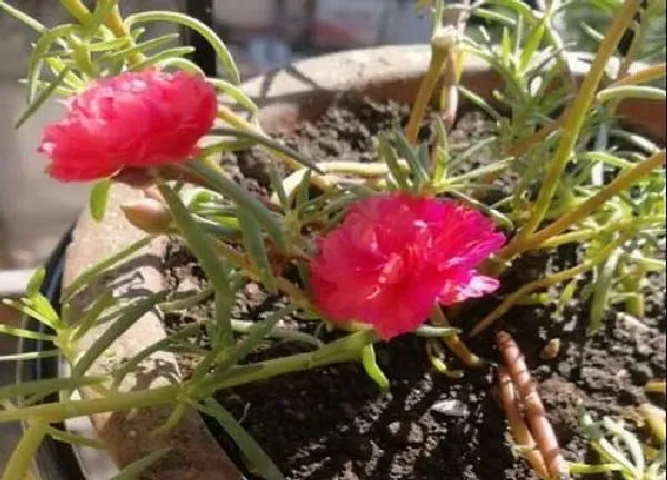 养殖科普|小花盆适合养什么花