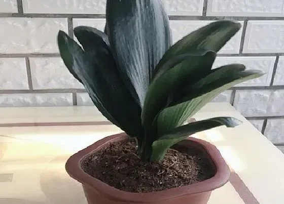 种植土壤|君子兰怎么配土 养殖土配制方法