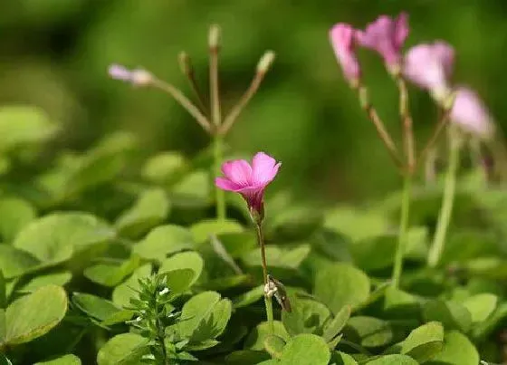 植物百科|草籽花又叫什么名字