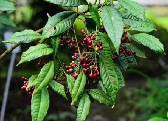 植物繁殖|朱砂根怎么繁殖方法和注意事项