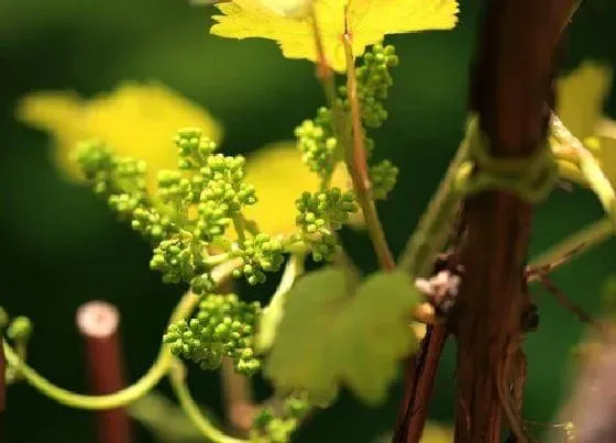 植物百科|葡萄会开花吗 开花什么样子