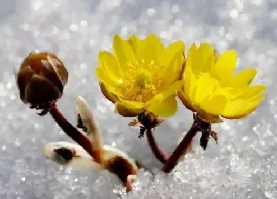 植物百科|冰凌花生长在什么地方