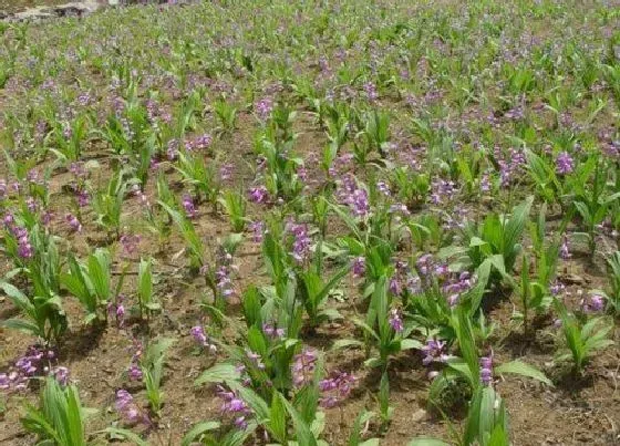 植物播种|白及种子怎么种植