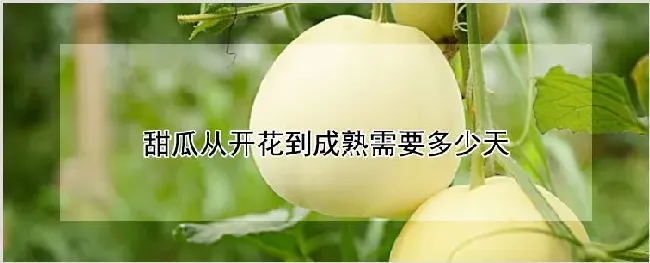 甜瓜从开花到成熟需要多少天 | 种植资料