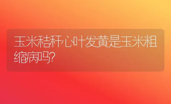 玉米秸秆心叶发黄是玉米粗缩病吗？ | 粮油作物种植