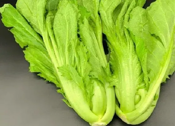 植物百科|芥菜是什么季节的菜
