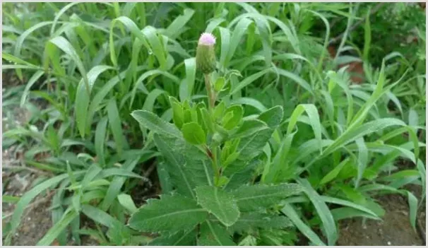 刺儿菜有哪些功效作用？刺儿菜人工种植技术 | 耕种资料