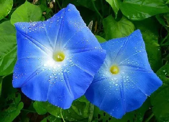 植物百科|牵牛花属于什么植物类型