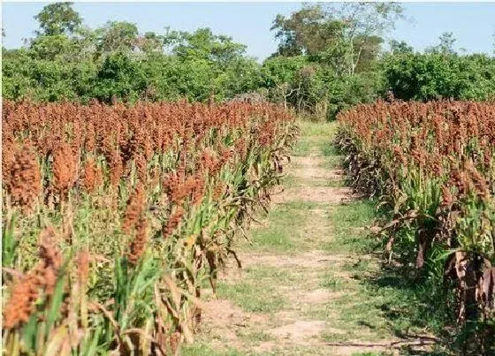 种植管理|高粱什么时候收割最好