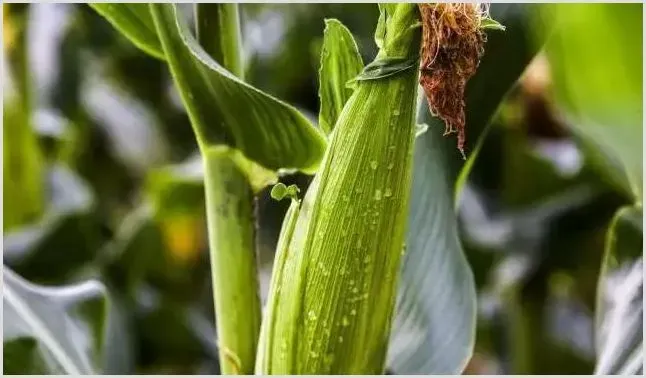 玉米种植怎么浇水？肥水怎么管理 | 农业科普