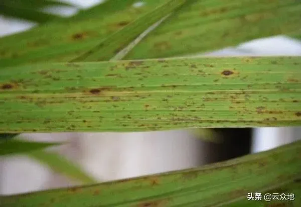 植物病害|水稻赤枯病的症状表现及防治方法（赤枯病最有效治疗方法）