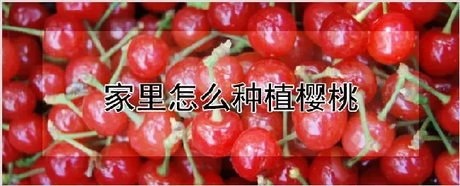 家里怎么种植樱桃 | 种植资料