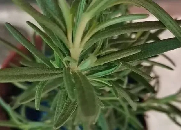 养殖科普|抑郁症适合养什么花卉植物