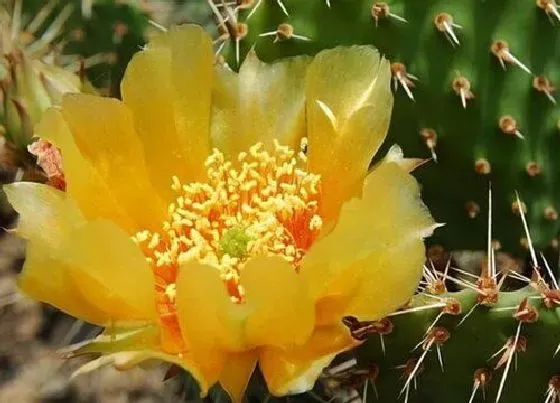 植物百科|黄大刺会开花吗 开花的颜色与样子