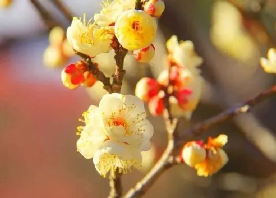 植物百科|腊梅是什么花序类型 属于无限花序