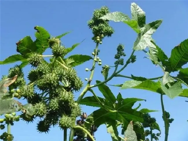 植物百科|蓖麻树有什么作用