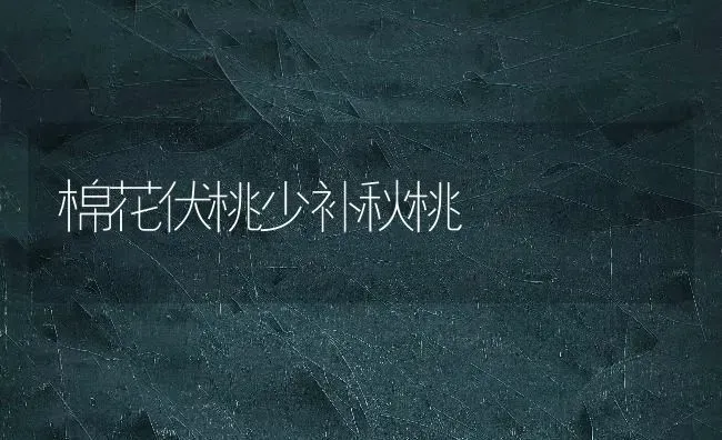 棉花伏桃少补秋桃 | 粮油作物种植