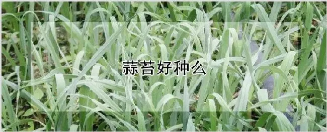 蒜苔好种么 | 养殖技术