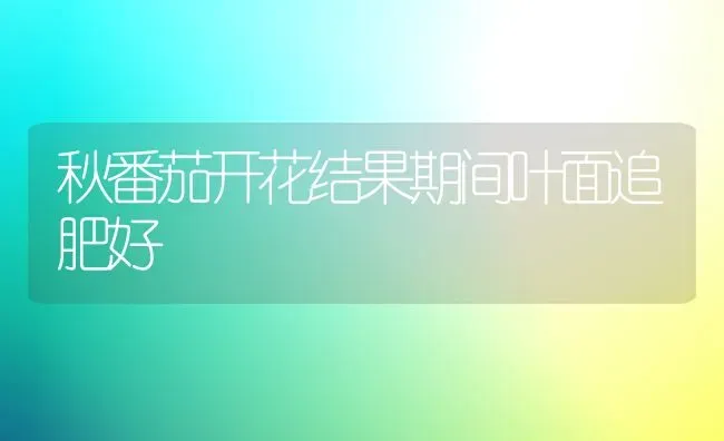 秋番茄开花结果期间叶面追肥好 | 瓜果种植