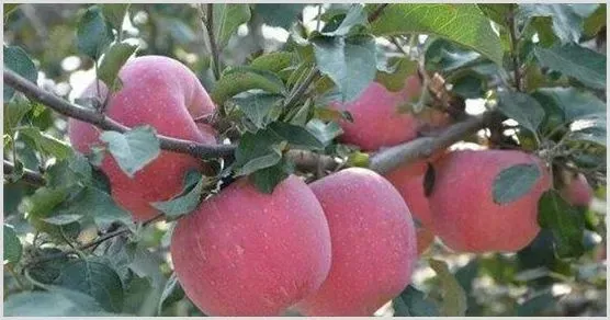 苹果树高产修剪技术7个必须知道 | 耕种资料