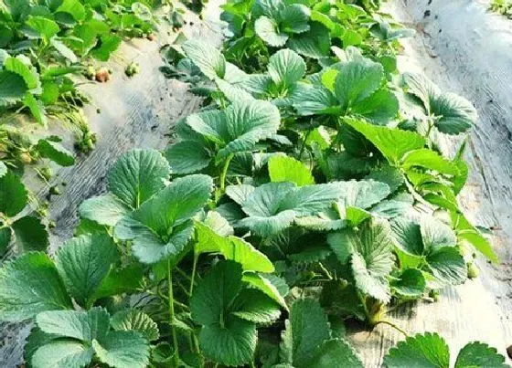 果实科普|草莓什么时候开花结果